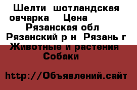 Шелти  шотландская овчарка  › Цена ­ 5 000 - Рязанская обл., Рязанский р-н, Рязань г. Животные и растения » Собаки   